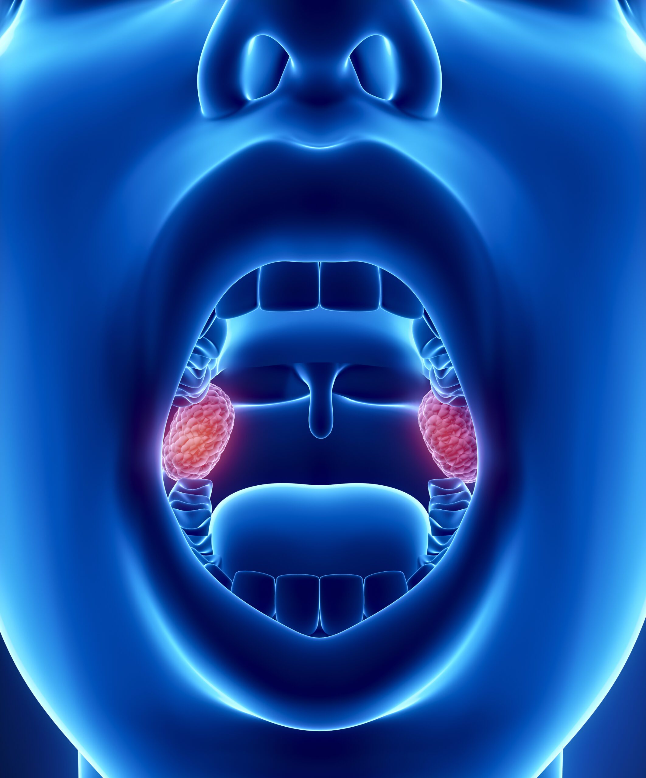 Tonsils anatomy